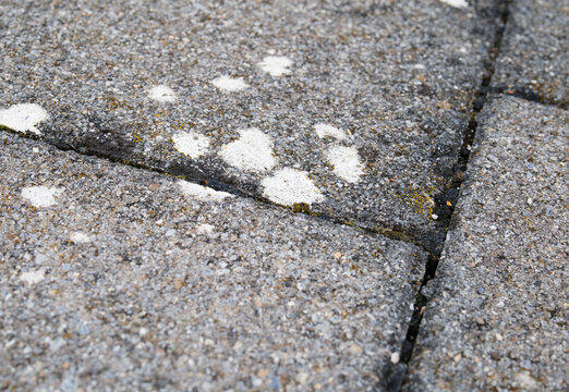 White circular spots on pavers outside. Close up. Perspective view of crustose lichen on sidewalk. Concept for hot to clean lichen or fungus. Luzern, Switzerland. Selective focus.