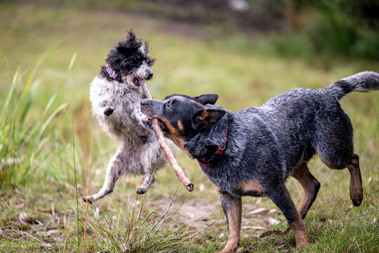 Blue Cattle Dog and scruffy puppy running and playing with a stick on grass