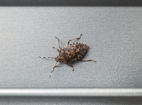 Brown marmorated stink bug on shutters inside. Also known as BMSB. Creepy bug looking for a warm spot to overwinter. Found in Lucerne, Switzerland. Selective focus.
