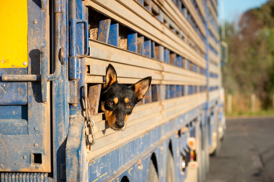 Kelpie poking its head through the slats of a blue stock truck on a rural road