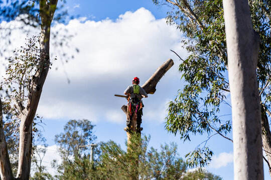 gum leaves and trees around arborist working on felling trunk of gumtree