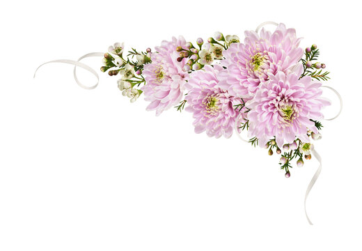 Pink flowers of chrysanthemum and white chamelaucium wuth silk ribbon in a corner arrangement isolated on white or transparent background
