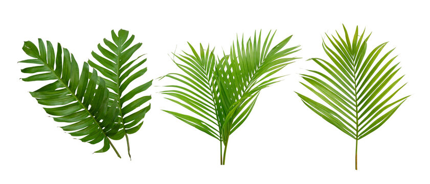 Monstera and palm green leaf tropical plant isolated on white background.
