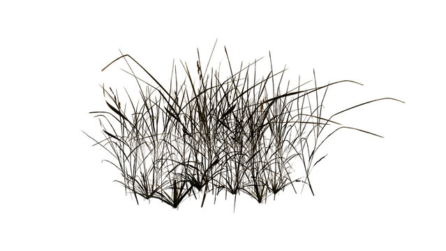 grass isolated