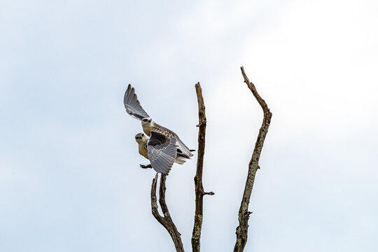 Pair of black-winged kites, Elanus caeruleus, also known as the black-shouldered kite, Masai Mara Triangle, Kenya. One has just taken flight from a dead branch. Space for text.
