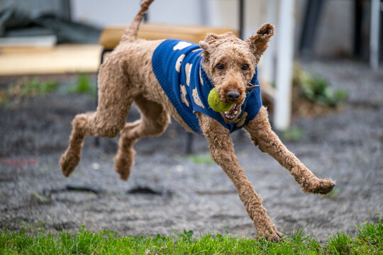 Golden cockapoo in a blue coat leaping at full stretch with a tennis ball in its mouth