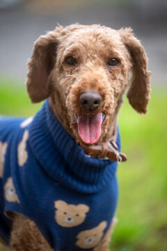Happy golden cockapoo in a blue teddy bear knit coat with tongue out, portrait