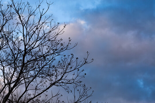 Silhouetted twigs and branches of wintry tree with soft clouds in dusk sunset sky