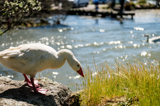 Snow goose foraging on the grass next to the water