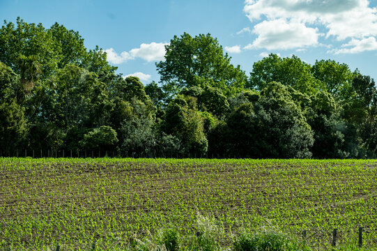 Rows of young plants grow in a field, surrounded by tall trees and a clear blue sky