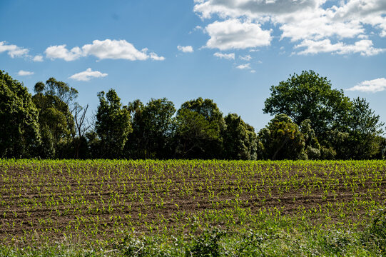 Crops grow in neat rows across the field with trees lining the edge under a clear blue sky