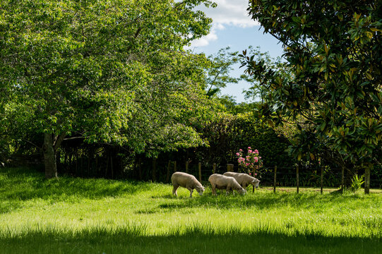 sheep are eating grass in a green field with trees around in a rural farming area during the day