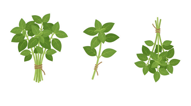 Refined Culinary Basil Collection Featuring Fresh Green Herb Bunches and Sprigs Tied with Twine, Professional High Quality Vector Illustration Isolated on Transparent Background for Kitchen Use.