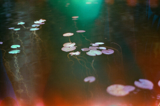 Lily pond leaves on a lake.