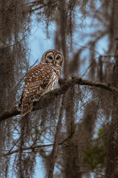 Owl Against a Backdrop of Cypress Trees