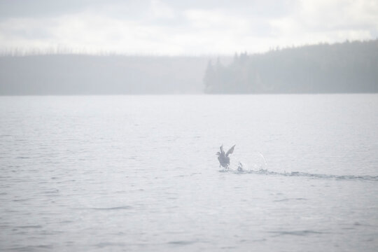 Bird flying off water on a rainy, foggy summer day at a lake near Soldatna, Alaska.