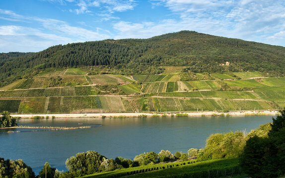 Terraced vineyards above the Rhine River on a sunny summer day in Germany.