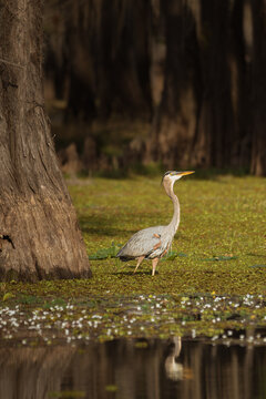Blue Heron at Caddo Lake, Texas
