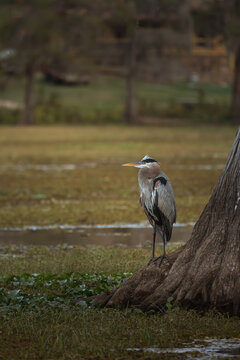Heron in Its Natural Wetland Habitat