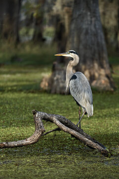 Heron Resting in a Quiet Swamp