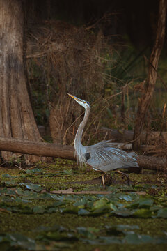 Standing in the Louisiana-Texas Wetlands