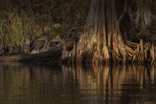 Wild Cypress Swamp With Partially Submerged Trees