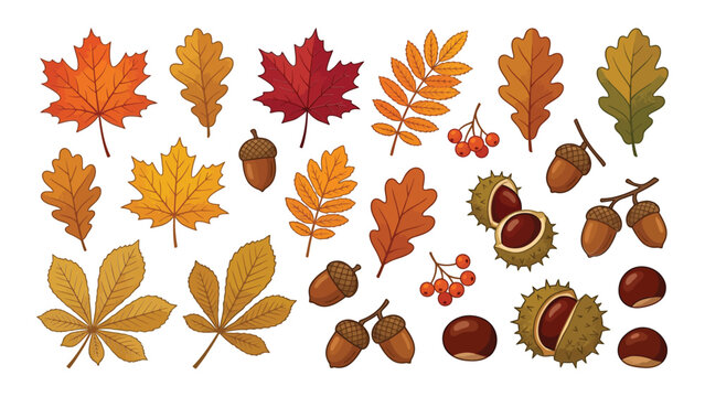 Colorful autumn leaves acorns and seed pods arranged in a flat illustration style with flat design arrangement
