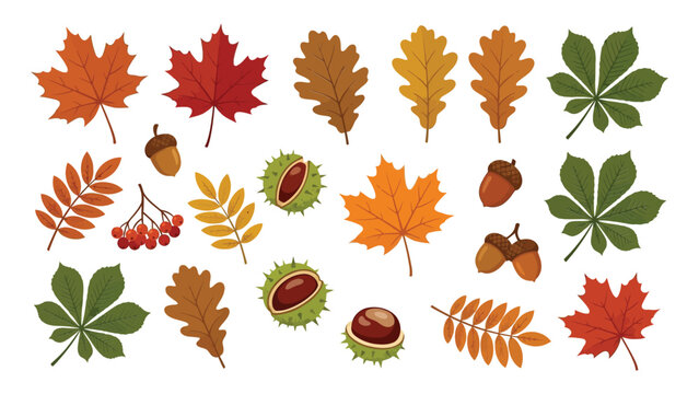 Illustrated autumn leaves acorns and berries collection in flat design style with berries various colors shapes