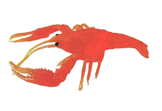 Crayfish