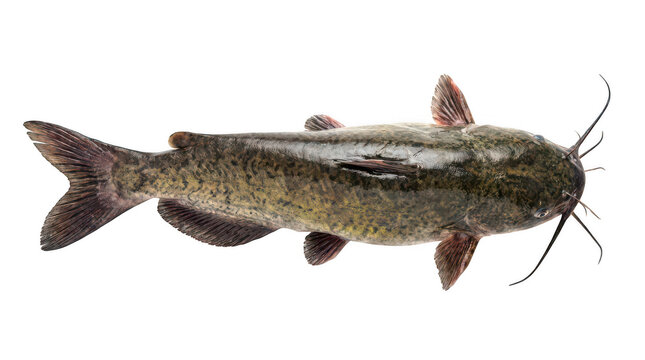 Fresh whole raw catfish fish isolated on transparent background png
