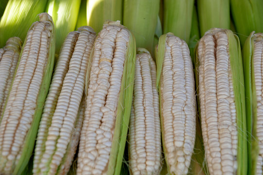 Fresh white corn cob harvest background. Organic raw maize husk market display