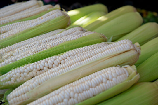 Fresh white corn cob harvest background. Organic raw maize husk market display