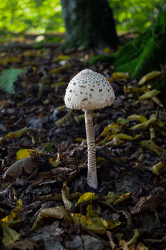 A single large parasol mushroom stands lonely on the forest floor among fallen leaves. The thin stalk and scaly cap of the fungus stand out nicely against the dark ground. This atmospheric autumn comp