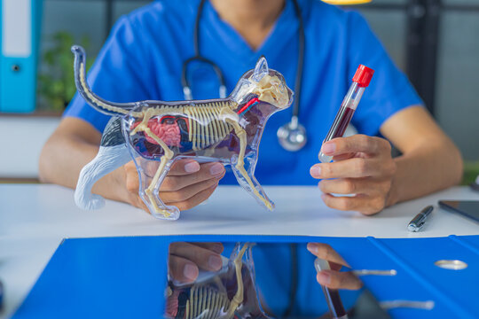 Veterinarian working in clinic holding a blood sample tube and a cat anatomical model with medical paperwork on table. Concept for pet blood screen check or lap test for analyze animal health