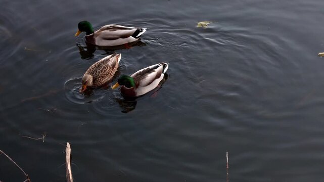Mallard ducks feeding on calm pond water surface.