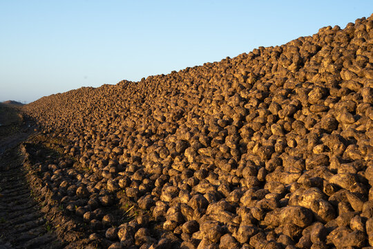 Large sugar beet pile illuminated by evening sunlight after harvest