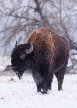 Wild American Bison on the high plains of Colorado. Mammals of North America. Bison in a snow storm