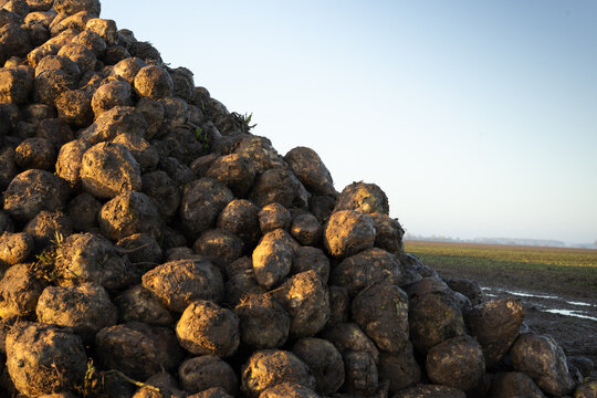 Close view of harvested sugar beet pile illuminated by warm evening sunlight in agricultural landscape during autumn harvest season