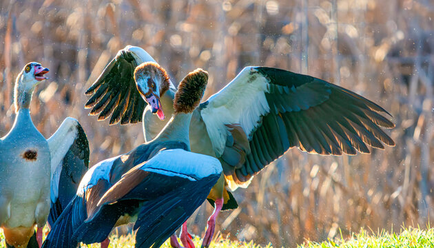 Ganso Egipcio (Alopochen aegyptiaca) en pelea territorial