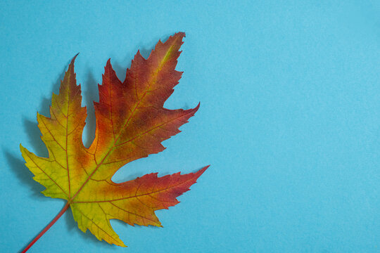 Close-up of a multicolored maple leaf transitioning from green and yellow to deep red, isolated against a cyan background with visible veins and an elegant diagonal stem