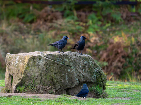 Three dark birds around a moss-covered woodland stone