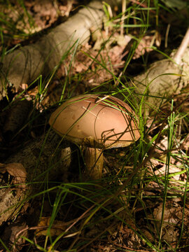 Edible bolete mushroom growing hidden in green grass on forest floor, brown cap Leccinum fungus macro close up, wild nature and mushroom picking concept in sunny autumn woodland environment.