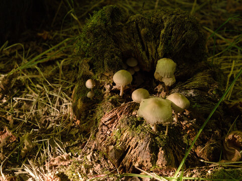 Small wild mushrooms growing on old mossy tree stump in sunny autumn forest floor, close up cluster of fungi on decaying wood, natural ecological environment and mycology concept in woodland.