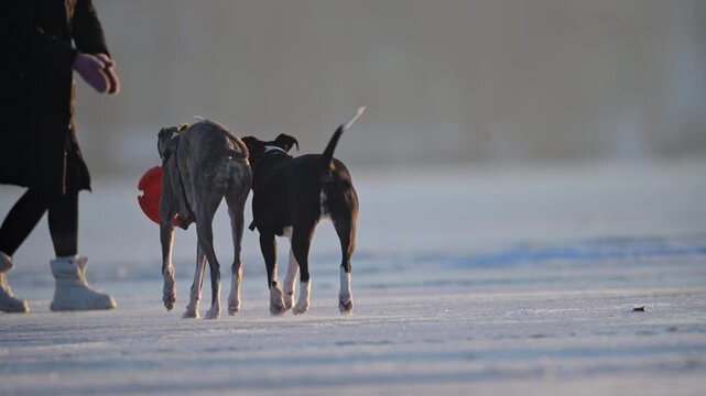 Greyhound and Pitbull Approaching a Person with an Orange Flying Disc