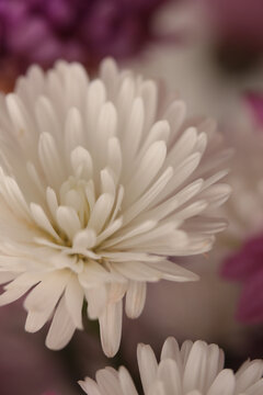 Smoke selected soft focus pink, White Chrysanthemum, aster, gerbera Flower bud Petals Natural arbokeht fog blur light background
