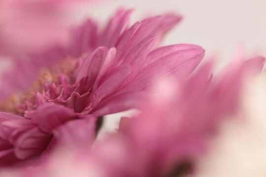 Smoke selected soft focus pink, beige Chrysanthemum, aster, gerbera Flower bud.Petals Natural art fog blur light background