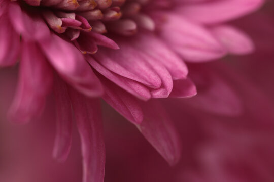 Smoke selected soft focus pink, purle Chrysanthemum, aster, gerbera Flower bud.Petals Natural art fog blur background