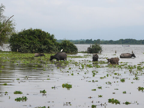 A scenic view of a herd of water buffaloes submerged in the water while grazing among aquatic plants, with a white egret perched on the back of one buffalo in Thale Noi wetland, Phatthalung province, 