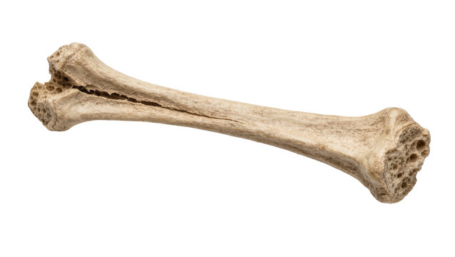 Cracked beige animal bone with porous ends, isolated on transparent background