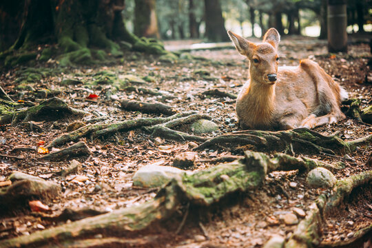 Deer walking around the Nara park in Nara, Japan.